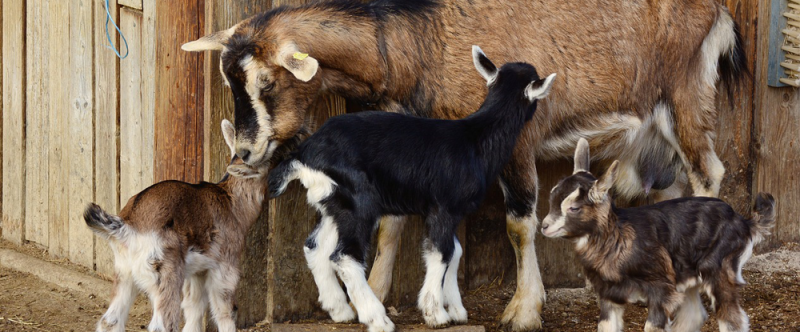 UNIVOR - UNIVOR AGNODOR - Aliments d&#039;allaitement pour petits et gros ruminants (veaux, g&eacute;nisses, agneaux, chevreaux, bufflons), chatons et chiots, poulains, chameaux 