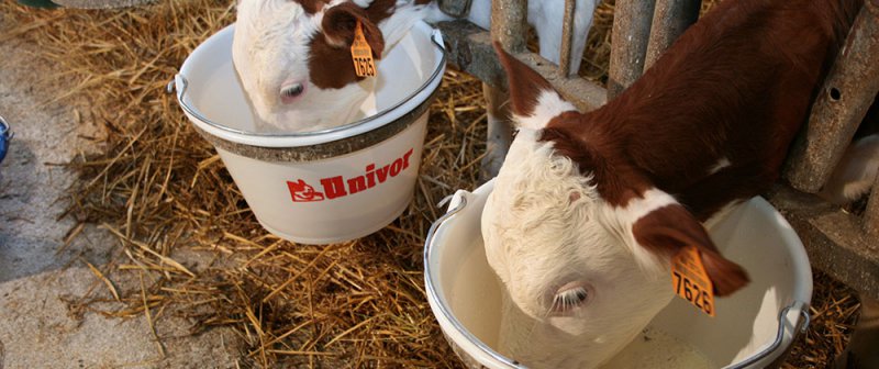 UNIVOR - UNIVOR AGNODOR - (veaux d&#039;&eacute;levage) Aliments d&#039;allaitement pour petits et gros ruminants (veaux, g&eacute;nisses, agneaux, chevreaux, bufflons), chatons et chiots, poulains, chameaux 