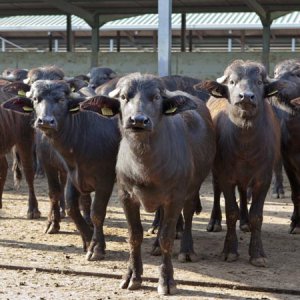 Univor aliment d&#039;allaitement pour bufflons